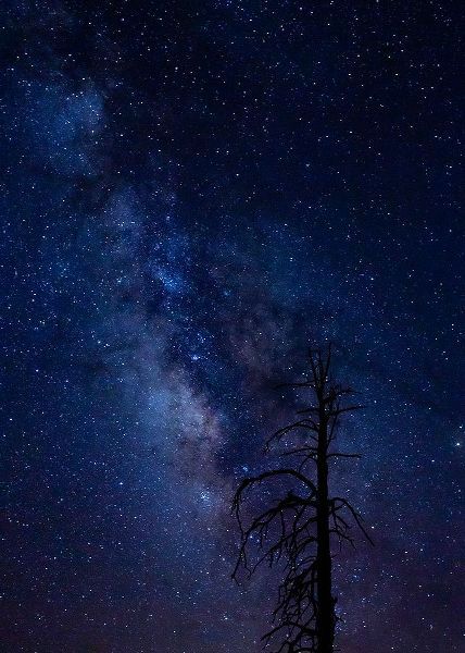 Pryor-Luzier, Maresa 아티스트의 Milky way over the Carson National Forest-Tres Piedras-New Mexico작품입니다.